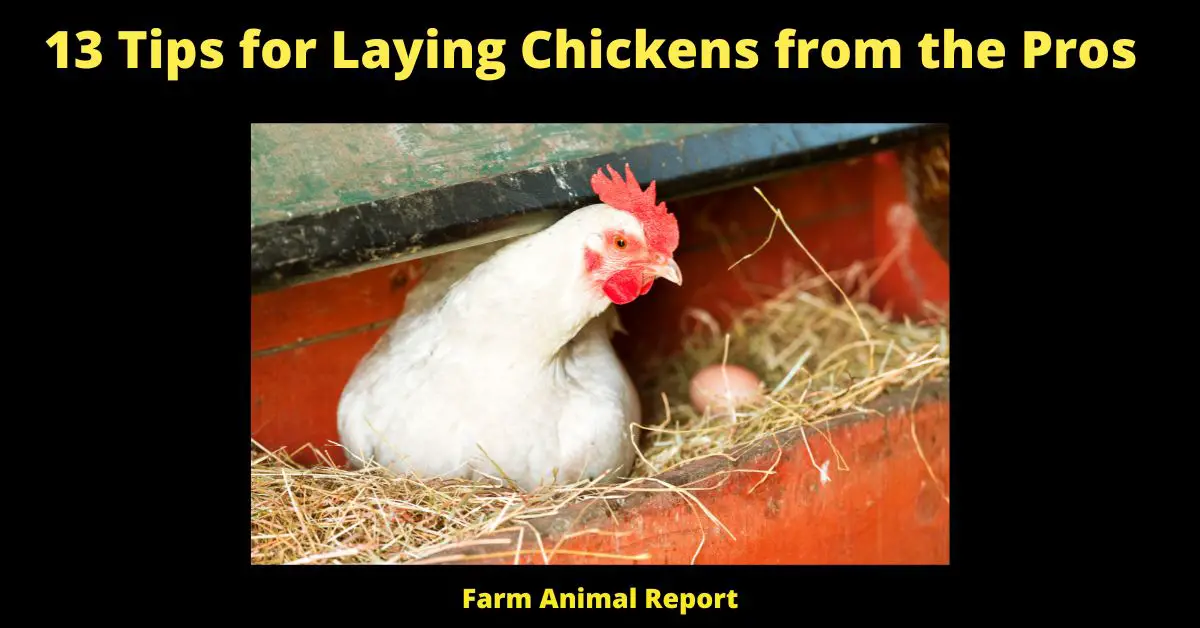 13 Tips for Laying Chickens from the Pros