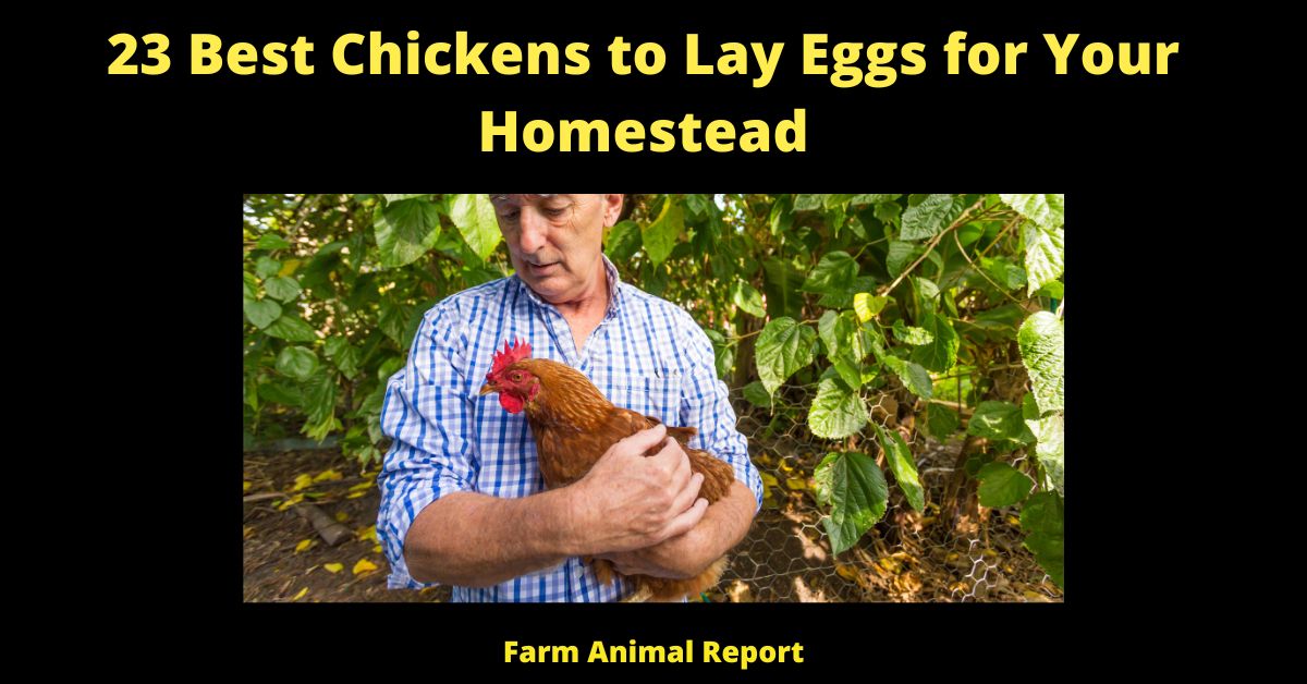 23 Best Chickens to Lay Eggs for Your Homestead