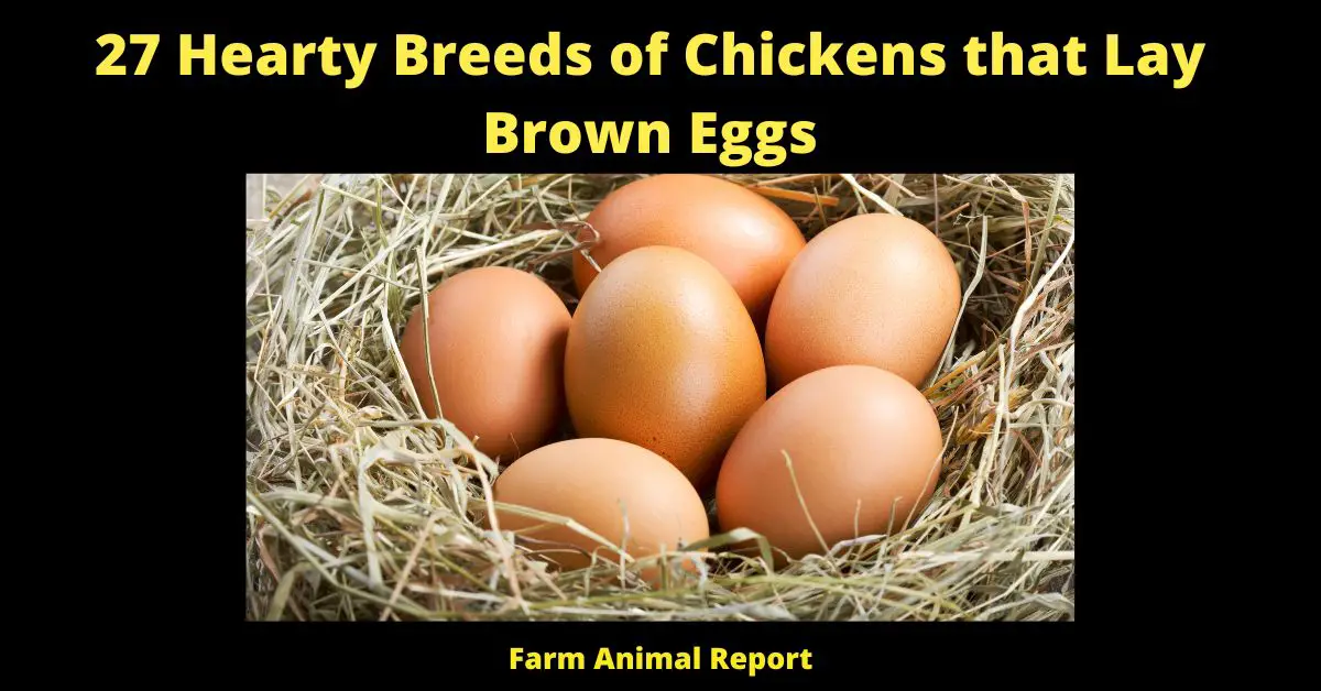 27 Hearty Breeds of Chickens that Lay Brown Eggs