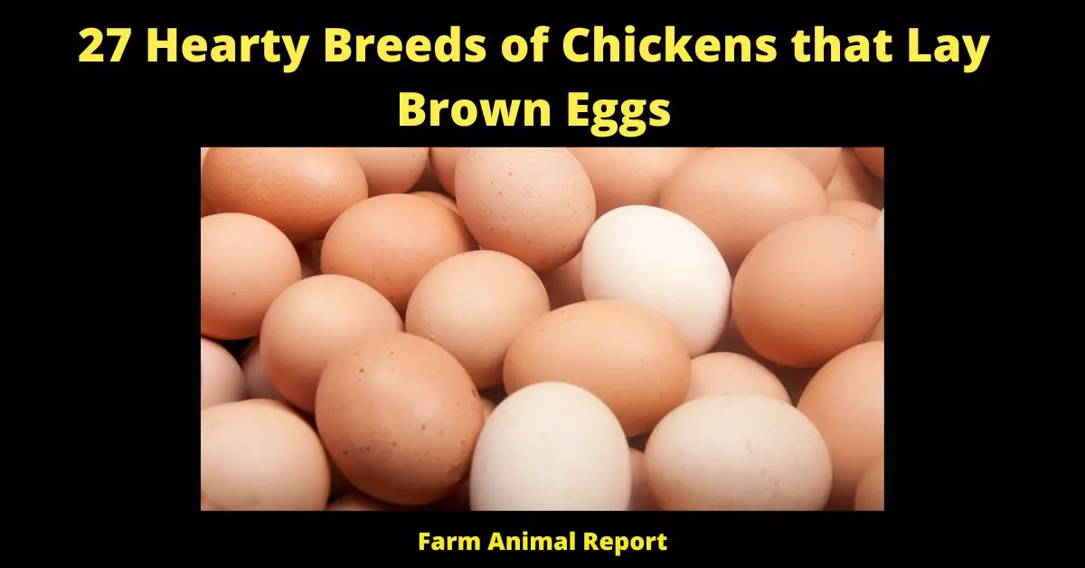 27 Hearty Breeds of Chickens that Lay Brown Eggs
