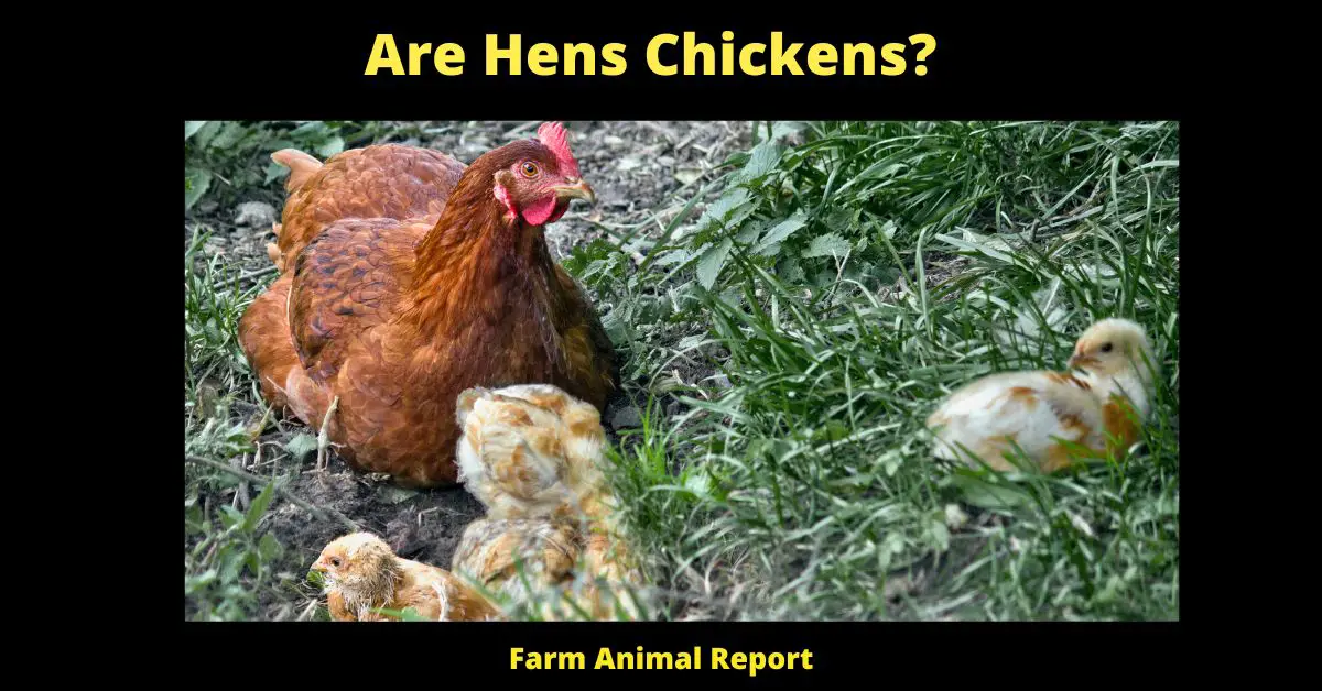7 Types: Are Hens Chickens? 1