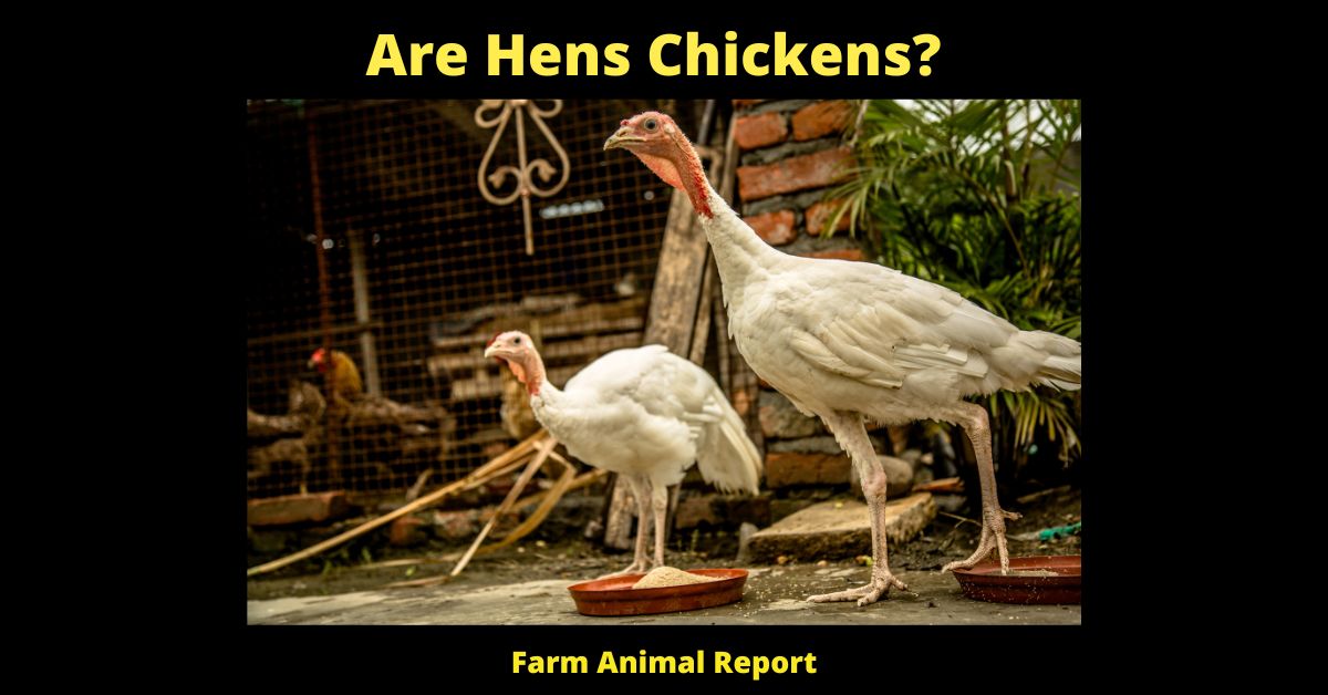 7 Types: Are Hens Chickens? 2