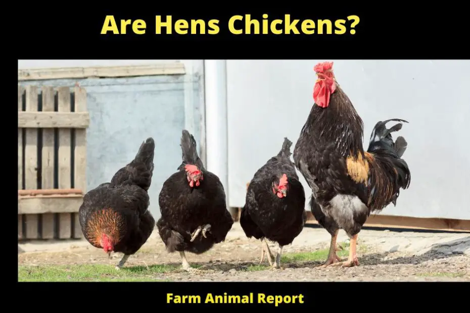 Are Hens Chickens?