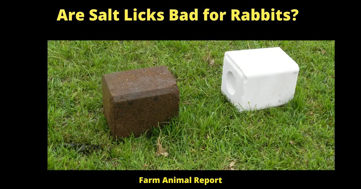 Do Rabbits need Salt Licks