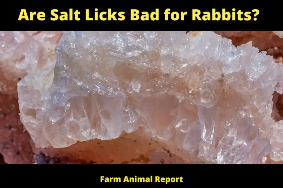 Are Salt Licks Bad for Rabbits?