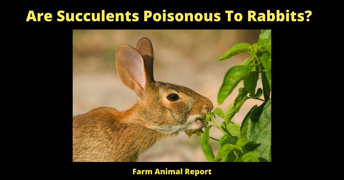 11 Deadly: Are Succulents Poisonous To Rabbits? 1