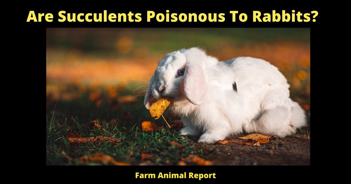 11 Deadly: Are Succulents Poisonous To Rabbits? 2