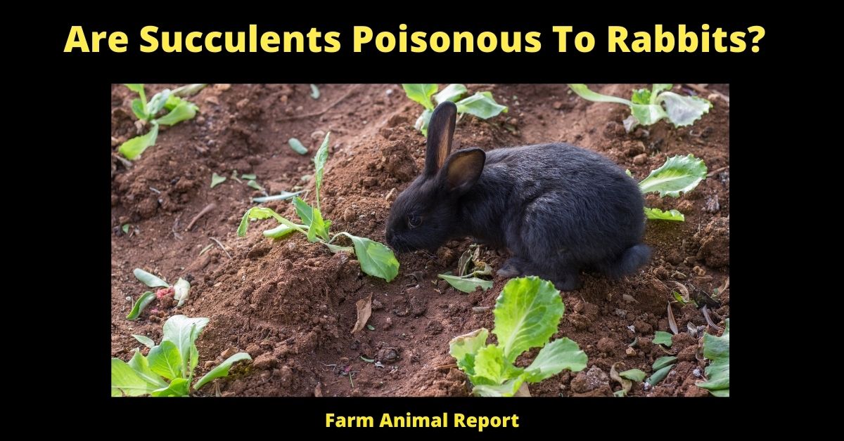 11 Deadly: Are Succulents Poisonous To Rabbits? 3