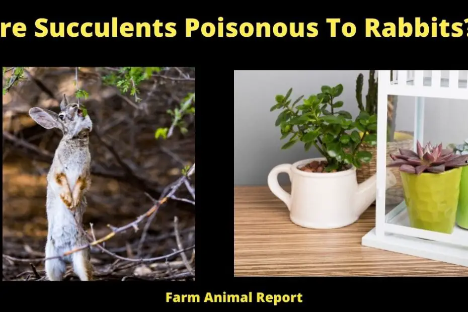 Are Succulents Poisonous To Rabbits?