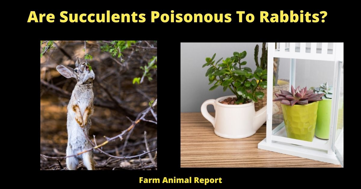 11 Deadly Are Succulents Poisonous To Rabbits? Farm Animal Report
