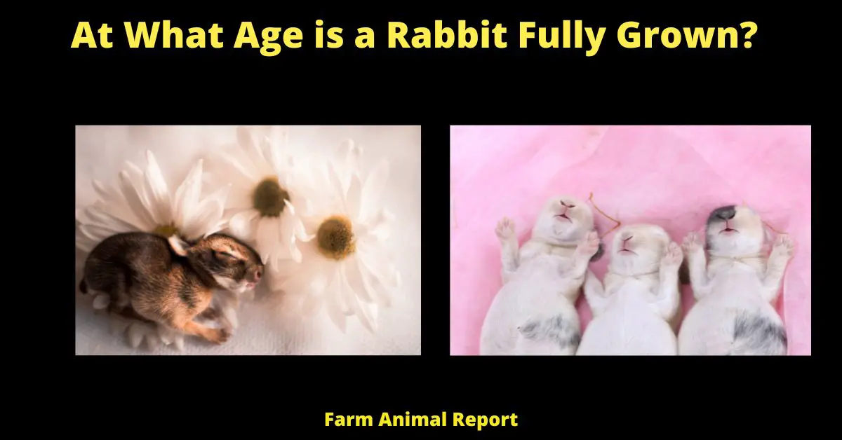 when is a rabbit fully grown
at what age is a rabbit fully grown
what age is a rabbit fully grown
lionhead rabbit fully grown
fully grown dwarf rabbit
rabbit weight by age
full grown rabbit

