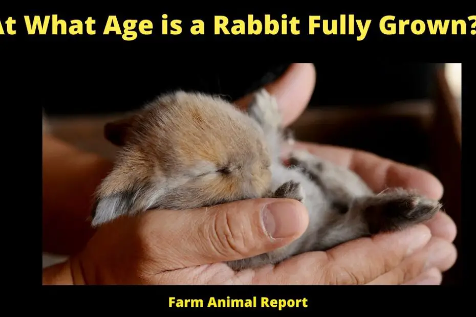 At What Age is a Rabbit Fully Grown?
