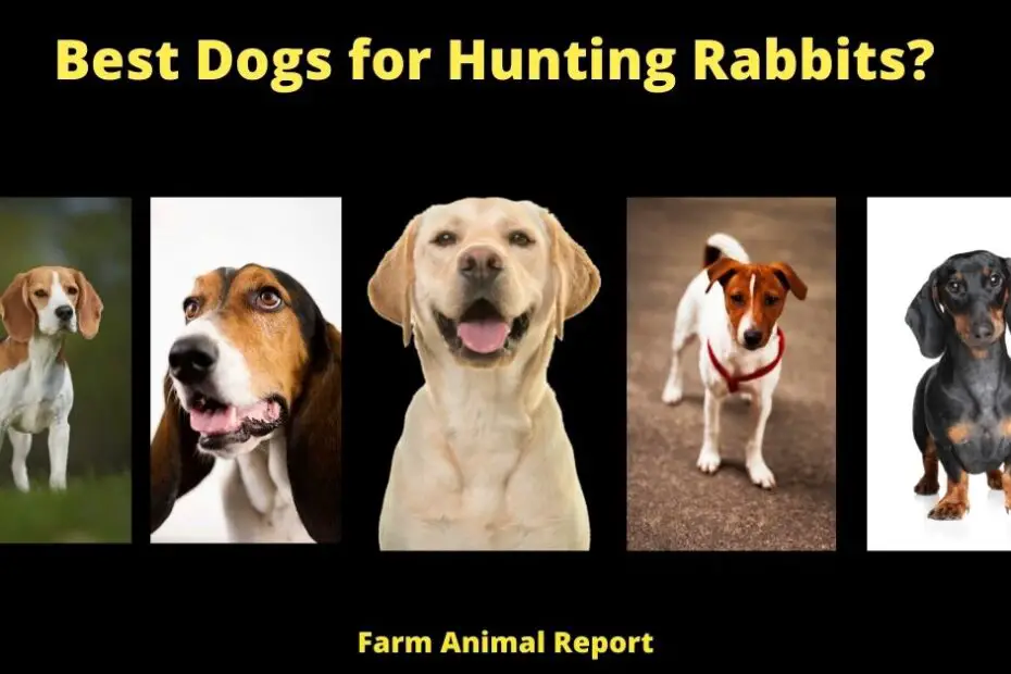 Best Dogs for Hunting Rabbits?