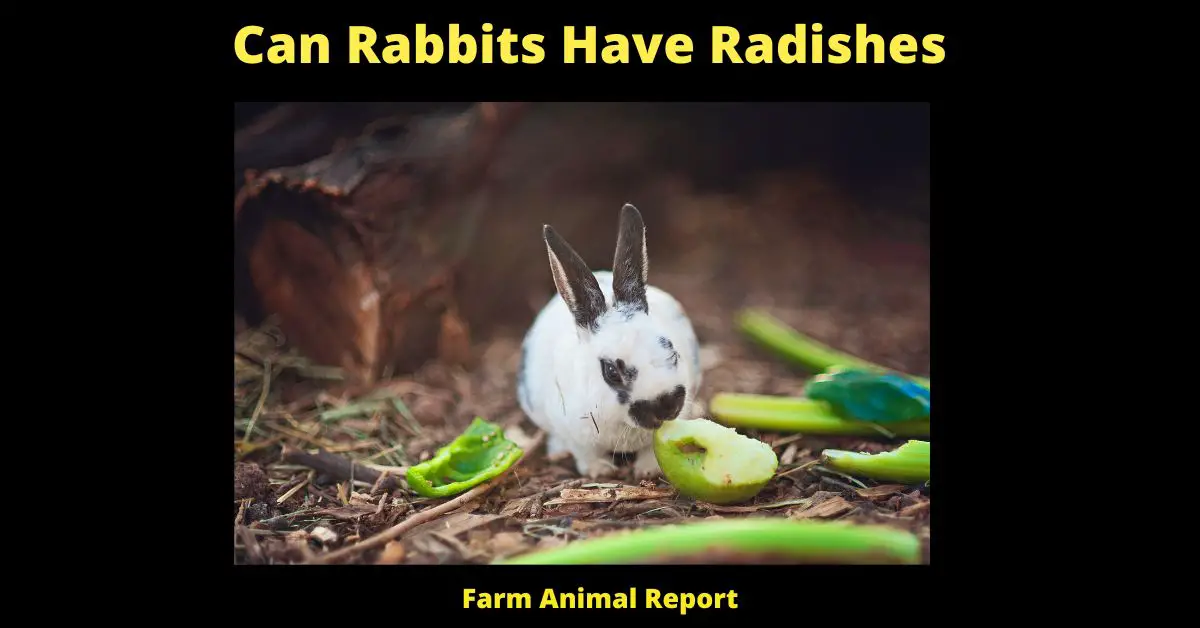 Can Rabbits Eat Radishes - Radishes are a cool weather crop that are easy and fast to grow. They come in many different shapes, sizes, and colors, but they all have one thing in common: a crisp, slightly peppery flavor. Radishes are a popular addition to salads and sandwiches, but they can also be enjoyed on their own as a healthy snack. But can rabbits eat radishes?

The answer is yes! Radishes are perfectly safe for rabbits to eat, and they make a healthy and tasty treat. When feeding radishes to your rabbit, be sure to wash them thoroughly first to remove any dirt or pesticides. You can also give your rabbit the greens from the radish plants, as they are packed with nutrients. However, like all foods, radishes should be fed in moderation as part of a balanced diet. So go ahead and enjoy this crisp, refreshing vegetable - your rabbit will love it too!