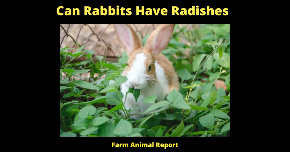 Can Rabbits Eat Radishes - Yes, rabbits can eat radishes. In fact, radishes are a good source of Vitamins A and C for rabbits. However, rabbits should only eat small amounts of radish since it is a root vegetable. Too much radish can cause gas and bloating in rabbits. If you do give your rabbit radishes, make sure to wash them thoroughly first. Radishes can also be fed to rabbits as treats. When feeding radishes to rabbits, always give them in moderation and keep an eye out for any adverse reactions.