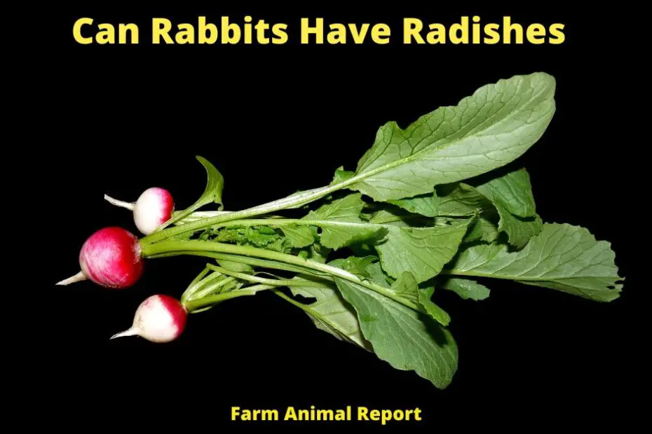 Can Rabbits Have Radishes
