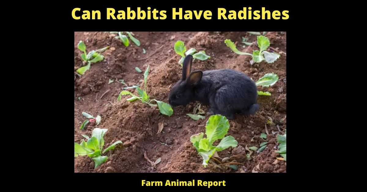 Can Rabbits Eat Radishes - Farmers have long benefited from the humble radish. Not only are they easy to grow and full of nutrients, but their strong flavor makes them a popular addition to many dishes. But what about our other furry friends? Can rabbits eat radishes? The answer is yes! Radishes are a good source of vitamins A and C, and their high fiber content can help improve digestive health. Just be sure to introduce them to your bunny slowly, as sudden changes in diet can lead to gastrointestinal upset. Start with a small piece of radish and observe your rabbit for any signs of discomfort. If all goes well, you'll have a happy, healthy bunny - and a tasty treat for yourself!