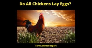 15 Facts: Do All Chickens Lay Eggs? The Surprising Truth About Chicken Egg Laying 5