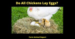15 Facts: Do All Chickens Lay Eggs? The Surprising Truth About Chicken Egg Laying 6