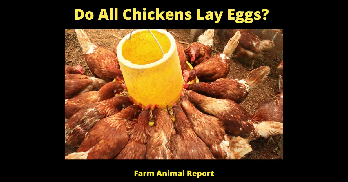 15 Facts: Do All Chickens Lay Eggs? The Surprising Truth About Chicken Egg Laying 2
