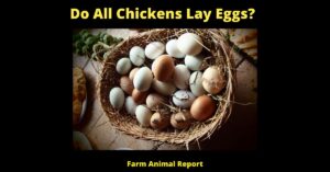 15 Facts: Do All Chickens Lay Eggs? The Surprising Truth About Chicken Egg Laying 7