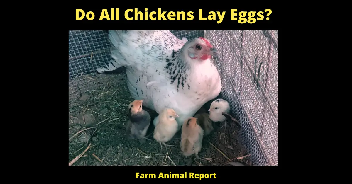 15 Facts: Do All Chickens Lay Eggs? The Surprising Truth About Chicken Egg Laying 3