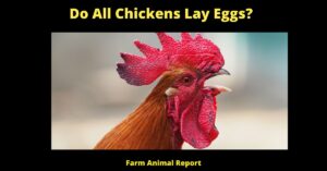 15 Facts: Do All Chickens Lay Eggs? The Surprising Truth About Chicken Egg Laying 4