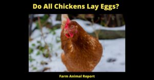 15 Facts: Do All Chickens Lay Eggs? The Surprising Truth About Chicken Egg Laying 8