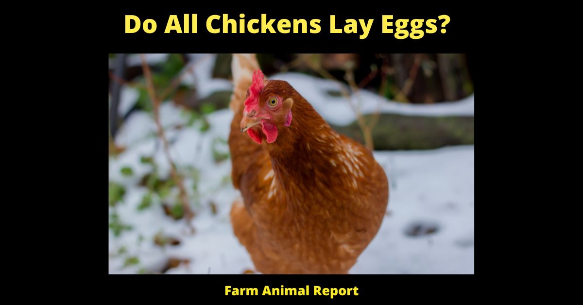 15 Facts Do All Chickens Lay Eggs? The Surprising Truth About Chicken