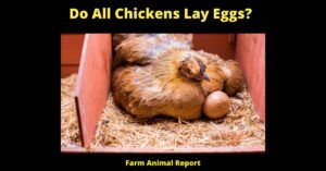 15 Facts: Do All Chickens Lay Eggs? The Surprising Truth About Chicken Egg Laying 9