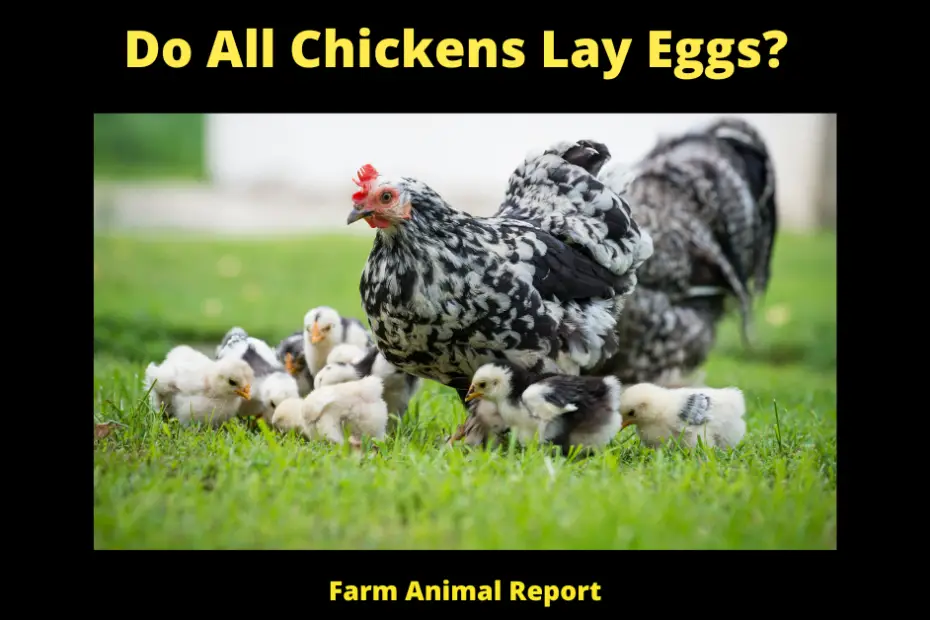 Do All Chickens Lay Eggs?