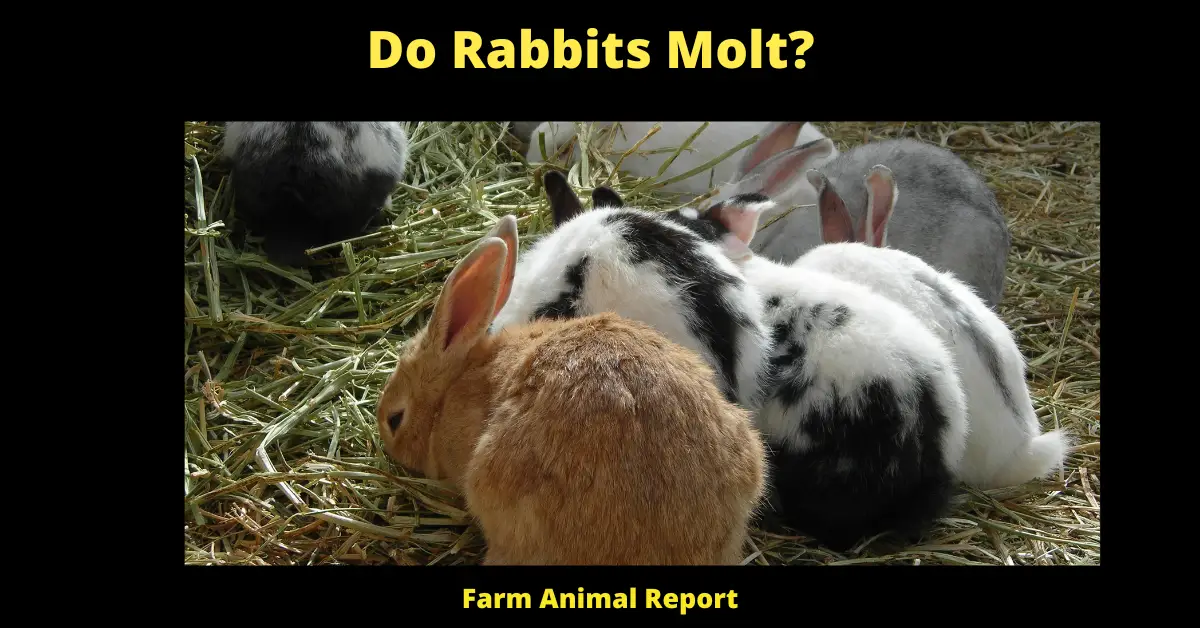 Do Rabbits Molt? Symptoms, Treatment, Prevention 1