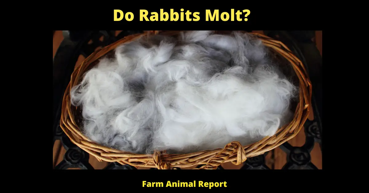 Do Rabbits Molt? Symptoms, Treatment, Prevention 2