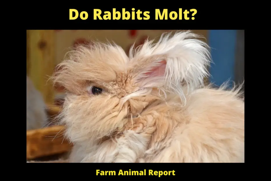 Do Rabbits Molt