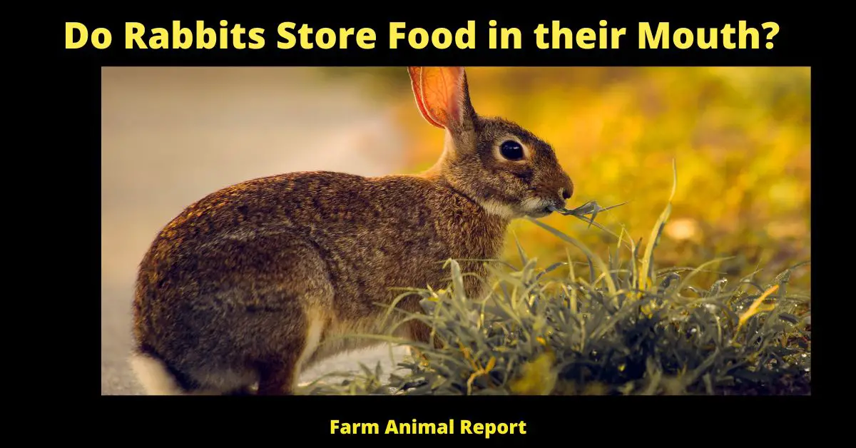 Do Rabbits Store Food in their Mouth? 2