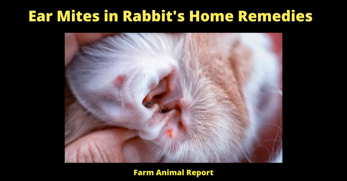 5 Solutions: Ear Mites in Rabbit's Home Remedies? 2