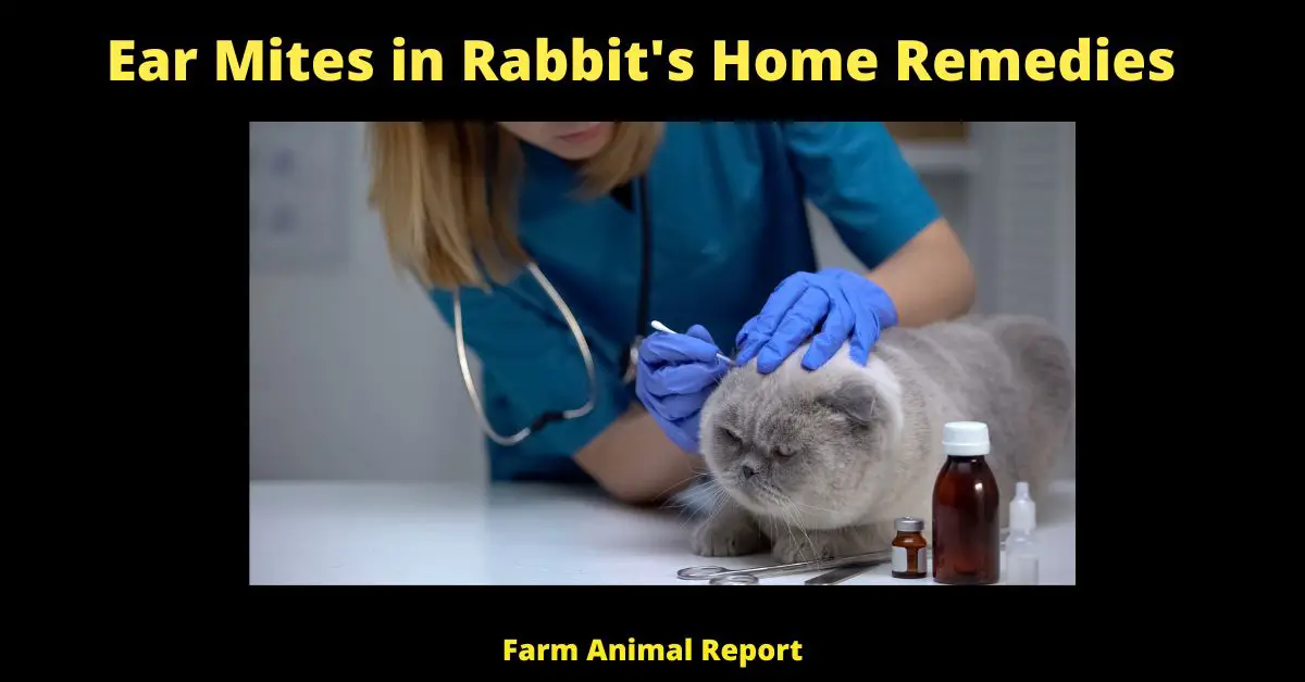5 Solutions: Ear Mites in Rabbit's Home Remedies? 3