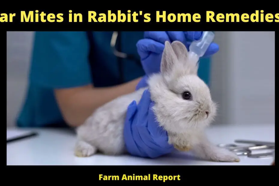 Ear Mites in Rabbit's Home Remedies