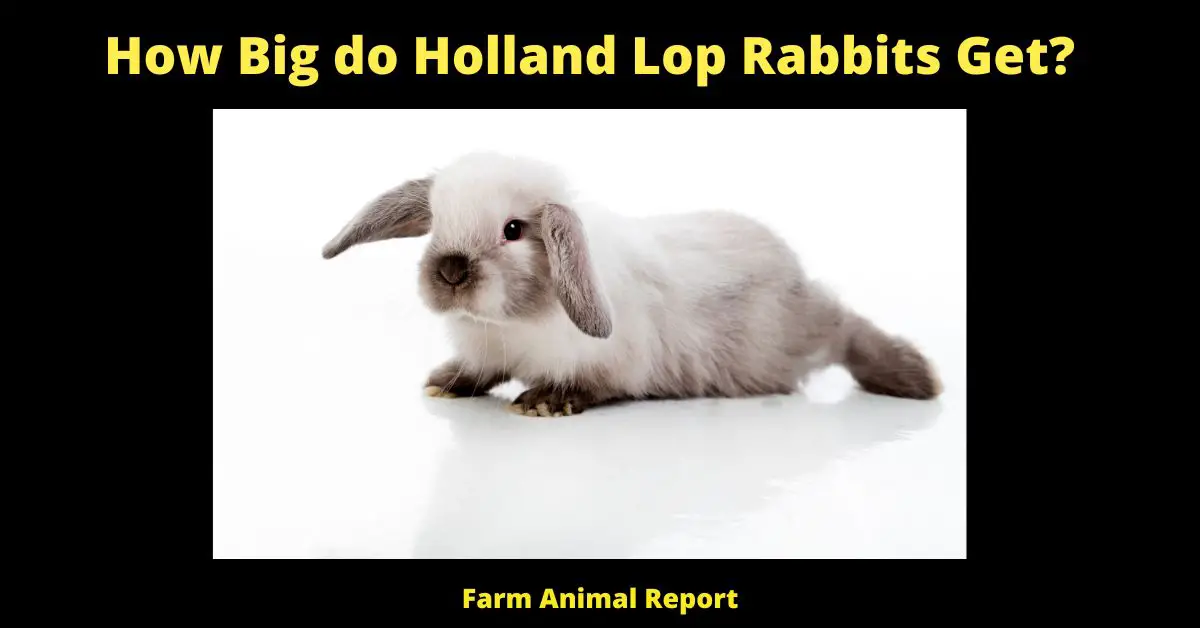 Holland lop rabbits are a type of dwarf rabbit that is popular among breeders and pet owners. While they share many similarities with other dwarf rabbits, there are some important differences that set them apart. For example, Holland lops have lopped ears that hang down close to their face, while most other dwarf rabbit breeds have erect ears. They also tend to be stockier and have shorter legs than other dwarf rabbits. In terms of personality, Holland lops are known for being friendly and easy to handle, making them ideal pets for families with children. However, they require regular grooming and need plenty of space to exercise, so potential owners should research the breed before making a commitment.