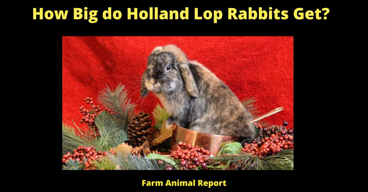 On average, a female holland lop will have between two and four kits. However, there can be some variation in litter size, and some does may have only one or two kits, while others may have six or more. The size of the litter is usually determined by the age and health of the doe. Older, experienced does tend to have larger litters, while younger rabbits or those who are sick may have smaller litters. Additionally, some rabbits may produce multiple litters in a year, while others may only have one. Ultimately, the best way to determine how many kits a holland lop will have is to ask a reputable breeder or veterinarian.