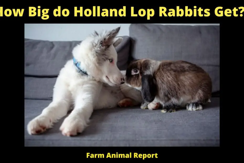 How Big do Holland Lop Rabbits Get?