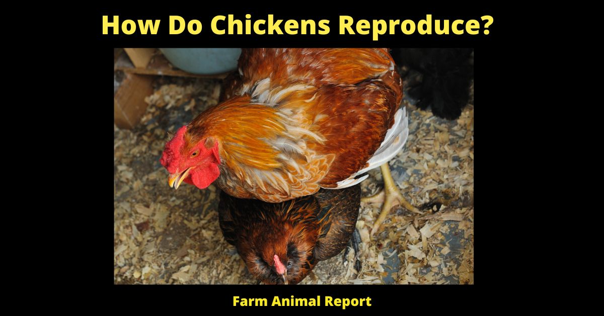 How Do Chickens Reproduce?