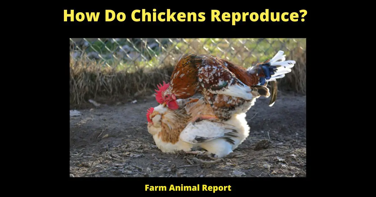 How Do Chickens Reproduce (2023)? The Surprising Truth About Chicken Sex 1