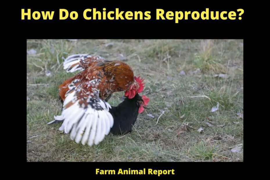 How Do Chickens Reproduce?