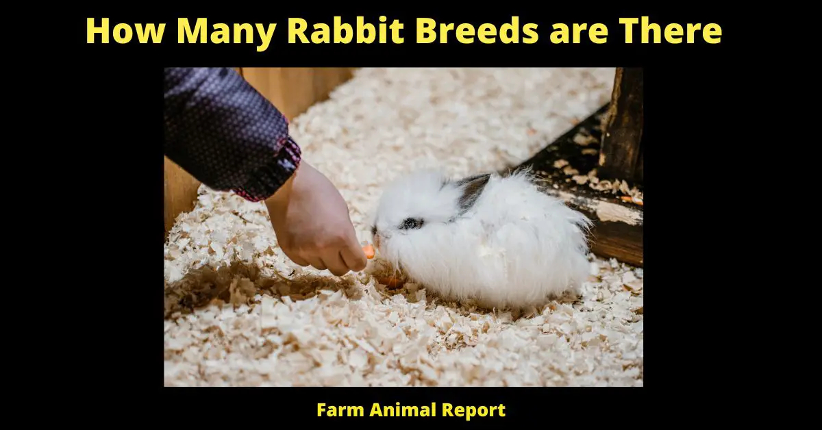 How Many Rabbit Breeds are There - 49 Recognized 2