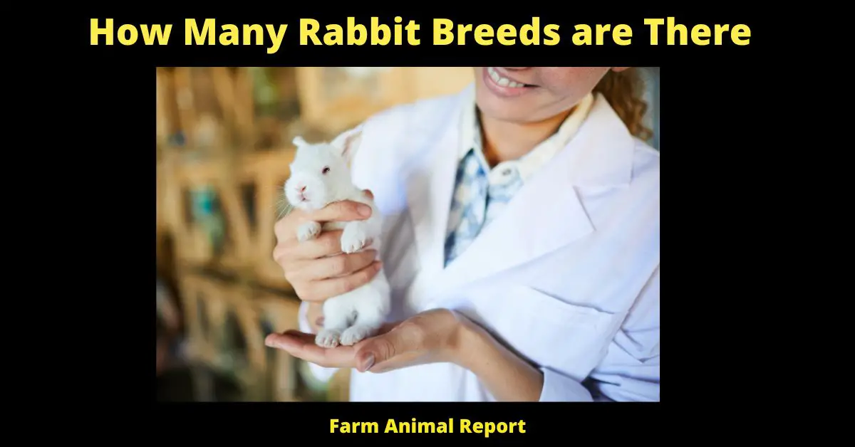 How Many Rabbit Breeds are There - 49 Recognized 3