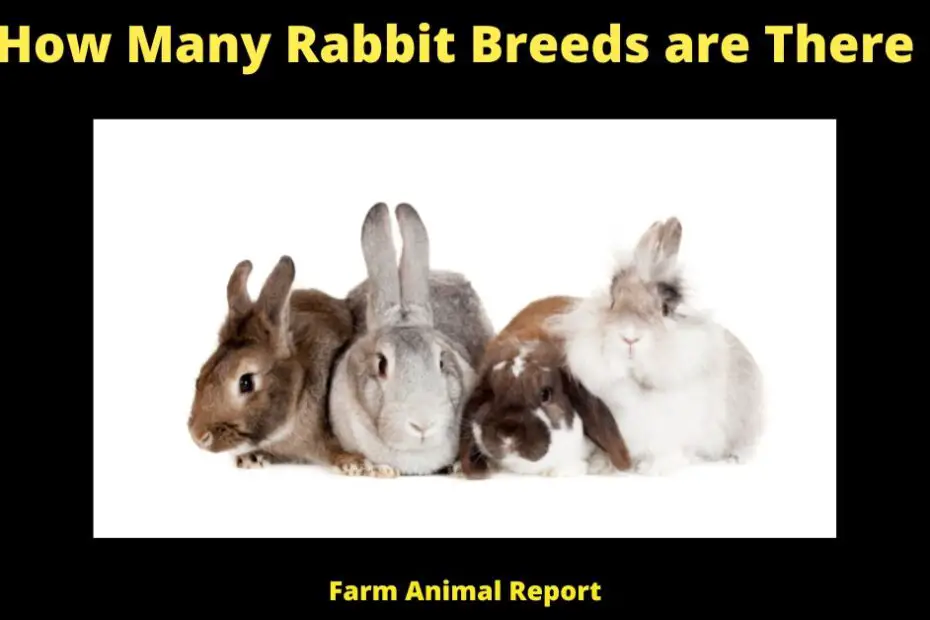 How Many Rabbit Breeds are There