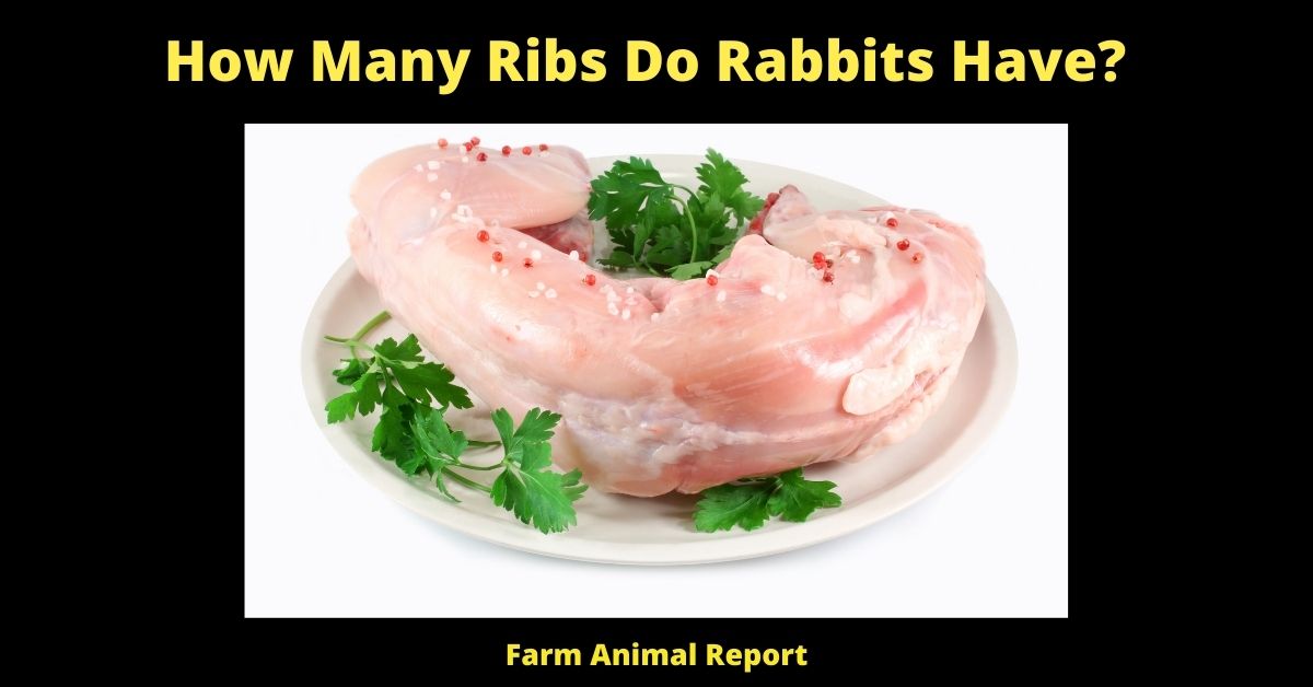 How Many Ribs Do Rabbits Have? 1