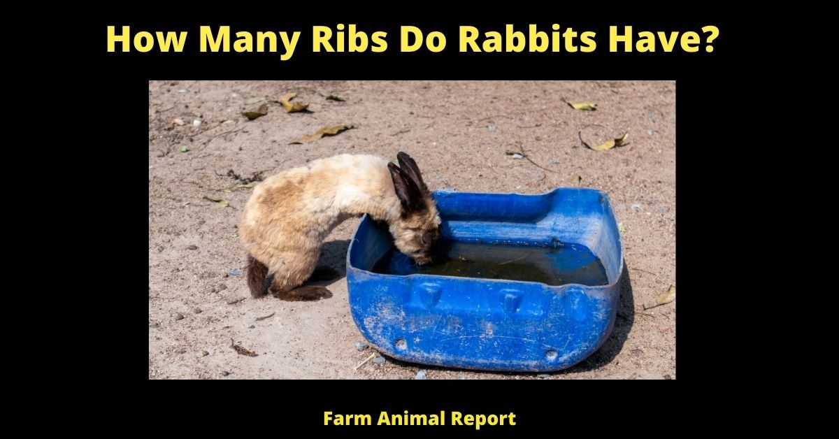 How Many Ribs Do Rabbits Have? 2