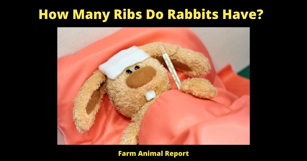 How Many Ribs Do Rabbits Have? 3